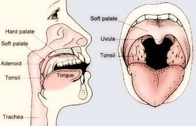 Risultati immagini per tonsille